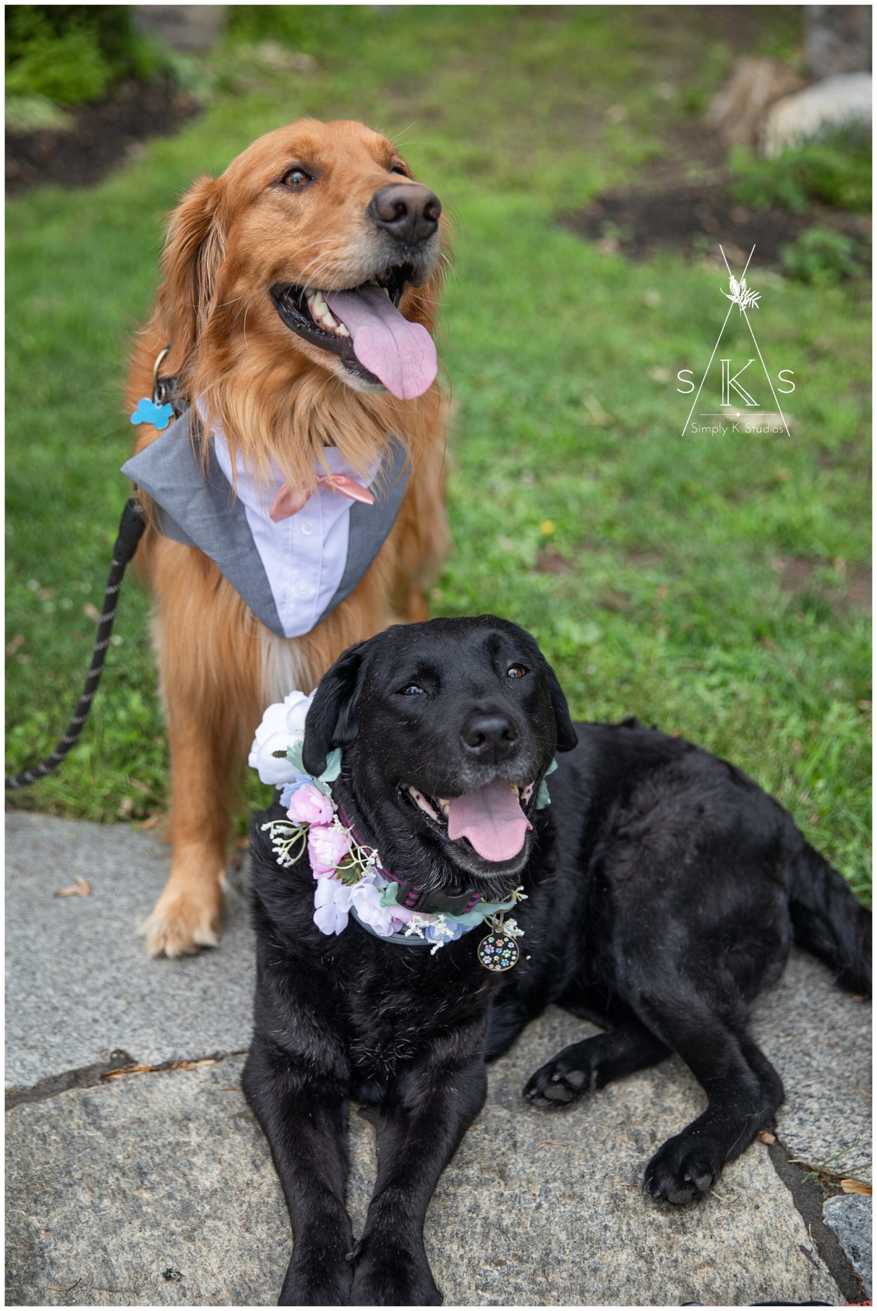 71 Dogs Dressed up at a Wedding.jpg
